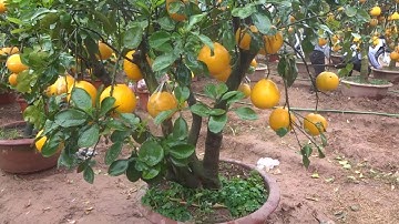 Giới thiệu một điểm mua cây chơi tết RẺ NHẤT QUẢ ĐẤT - bonsai trees display on the occasion of Tet