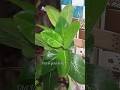 Rainy day 🌧️🌧️ #shorts #rainyday  #rainyweather #shortvideo #song #love #viralsong #nature #ytviral
