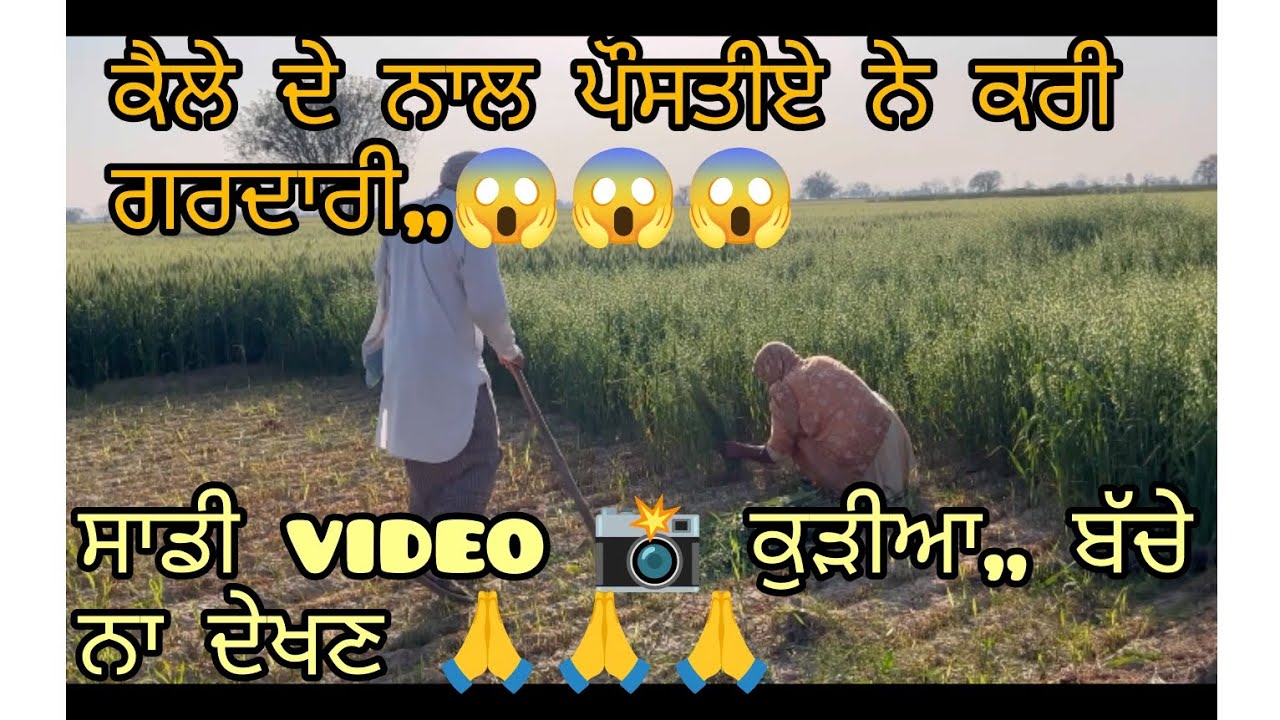 ਕੈਲੇ ਦੇ ਨਾਲ ਯਾਰ ਮਰ ਹੋਈ ਖੇਤ ਚ ,, ਪੌਸਤੀਆ ਨੇ ਕੀ ਕੀਤਾ ਦੇਖੋ video ch ,,(ਸਾਡੀ video 📸 ਕੁੜੀਆ ਬੱਚੇ ਨਾ ਦੇਖਣ)🙏