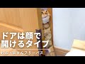 ジェネッタ猫がドアを開けられるようになりました[わんにゃんフリーパス]
