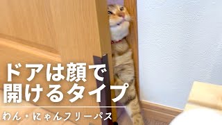 ジェネッタ猫がドアを開けられるようになりました[わんにゃんフリーパス]