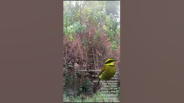 Suara Paok Pancawarna Bergema di Cagar Alam #burung #paok #kicauan #cagaralam #pasuruan #bbksdajatim
