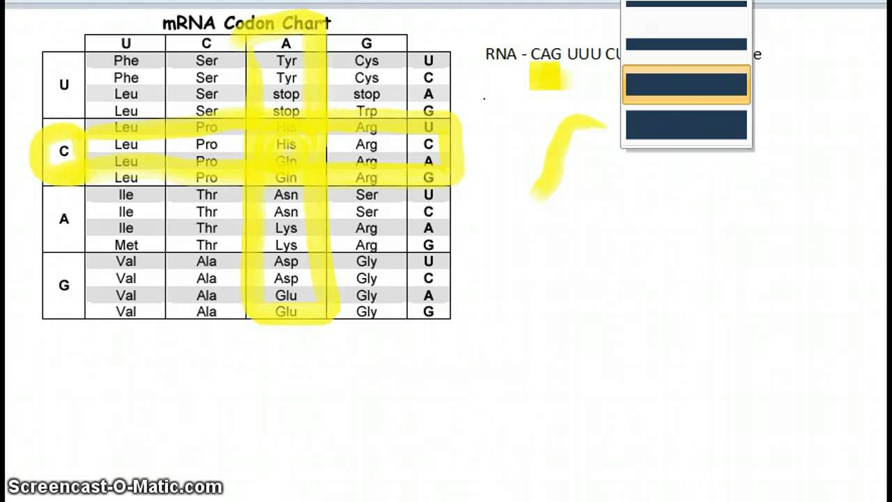 Dna Sequence Chart