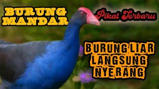Download Lagu Suara burung mandar terbaru memanggil kawan liar #birdsound #animals MP3 Download Lagu Suara burung mandar terbaru memanggil kawan liar #birdsound #animals MP3