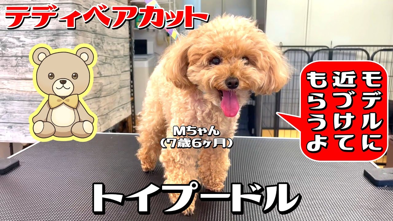 モデルに近づけてテディベアカット！】7歳6ヶ月のトイプー・Mちゃん