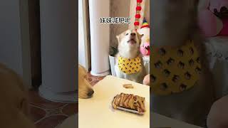 Fugui ：Little Sister Should Eat More Vegetables to Lose Weight??shorts alaskanmalamute dog