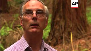 Iconic American trees find home in Welsh countryside