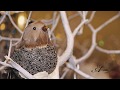TENDENCIAS NAVIDEÃ‘AS 2016