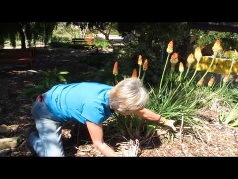 Red Hot Poker - Kniphofia Uvaria