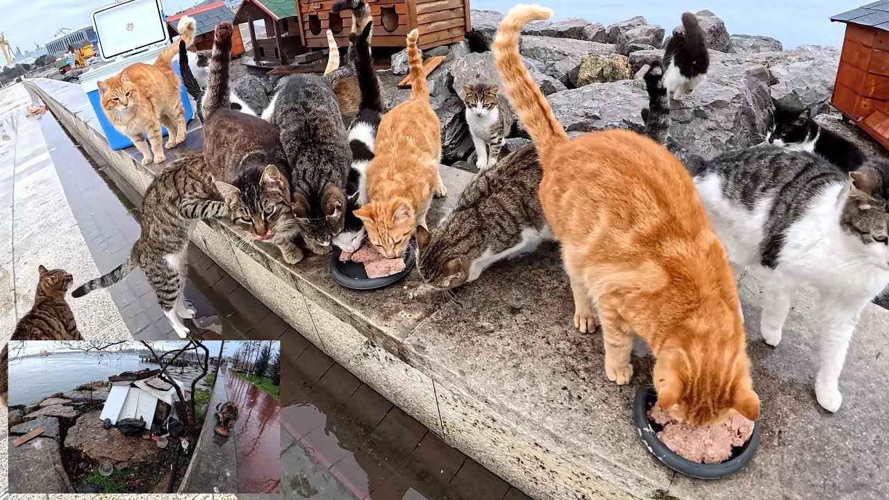 Пережить все четыре сезона за один день, кормя уличных кошек Стамбула