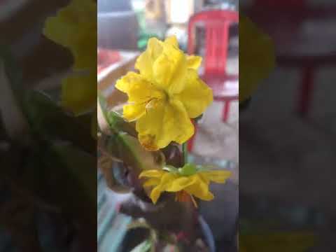 Video Dão cánh xoáy hoa trái mùa sai hoa màu vàng đậm... - youtube