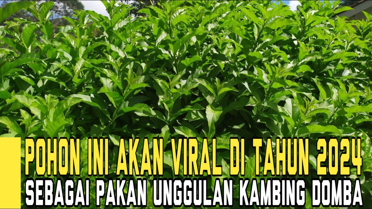 Pohon Ini Akan Viral di Tahun 2024 2025 2026 Sebagai Pakan Unggulan Kambing Domba