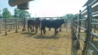 Lote Nro. 46