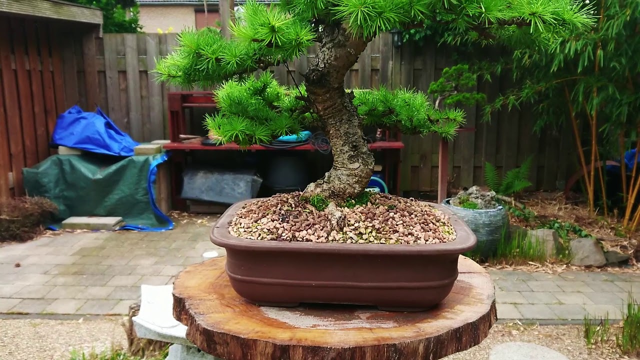 DIY Koi pond & Japanese garden 2019 - YouTube
