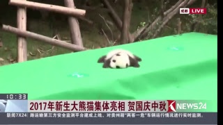 Live正在直播：成都大熊猫繁育研究基地2017年新生熊猫宝宝集体亮相
