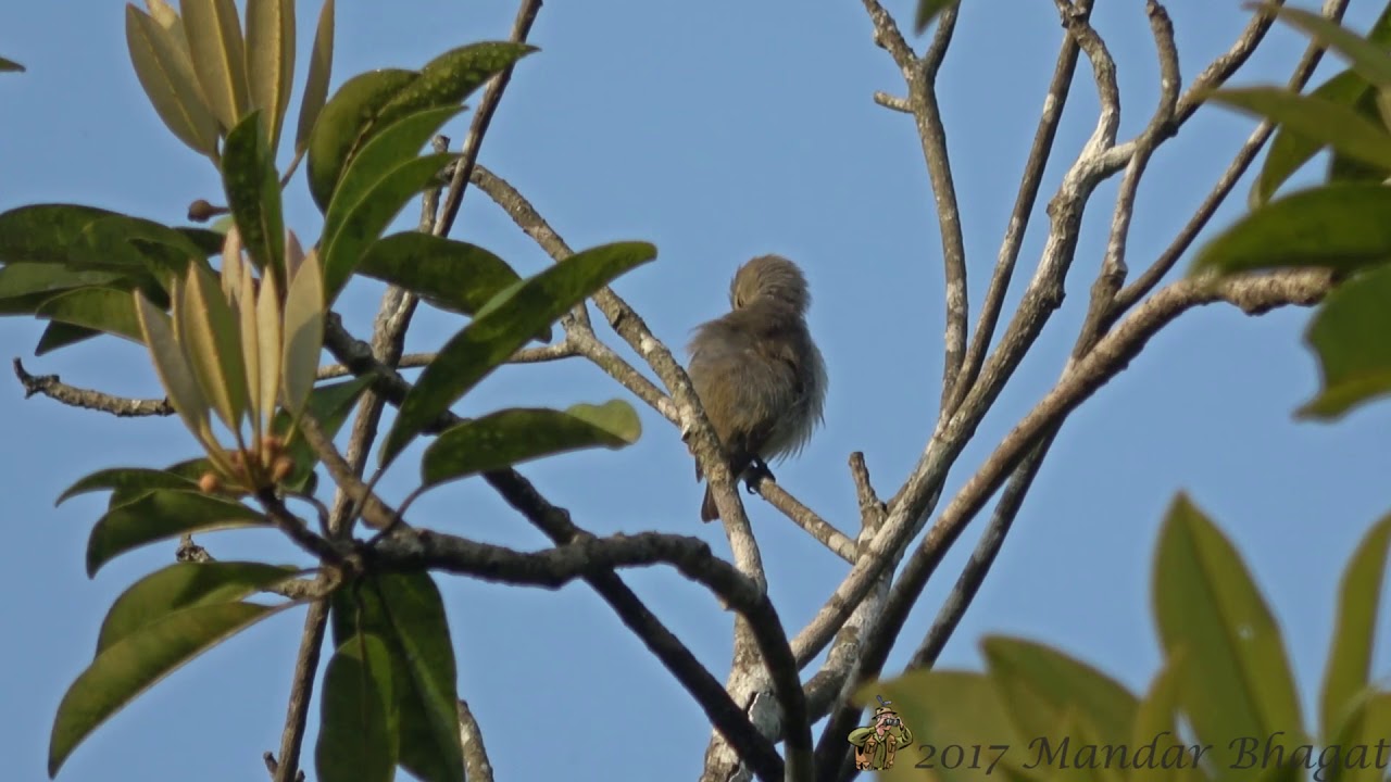 Nilgiri Flowerpecker (Dicaeum concolor)-Preening 