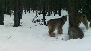 Canada Lynx Male &amp; Female with Kittens lounging around