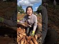 #Snow Lotus Fruit#youtubeshorts #fruits #farming