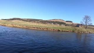 3lb grayling on the river tweed