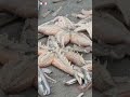 Honderden zeesterren