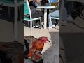 Key West Cock fight at restaurant