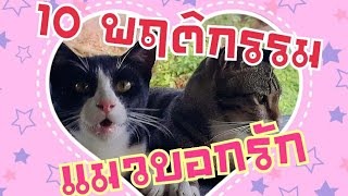 10 พฤติกรรม...แมวบอกรัก| Cat story |