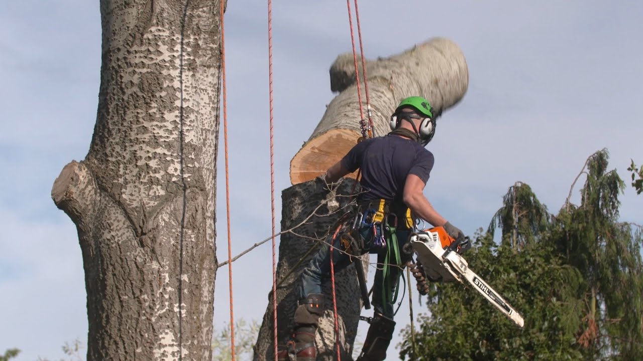 Felling a large Poplar Tree in Basildon - Client Testimonial.