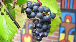 Jammen Op Wikiloops En Jam Maken