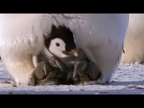 Emperor penguins | The Greatest Wildlife Show on Earth | BBC Earth
