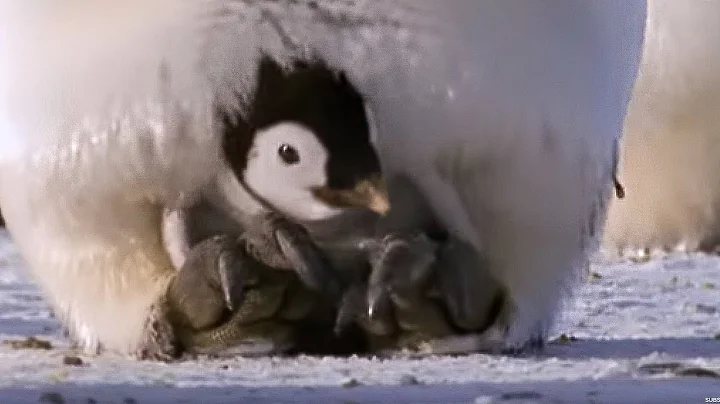 Emperor penguins | The Greatest Wildlife Show on Earth | BBC Earth - DayDayNews