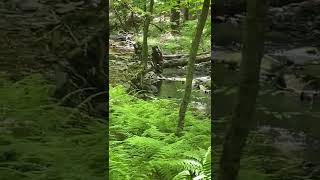 Camp hidden Falls
