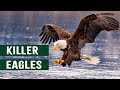 Wings of Power: Watch the Majestic White-Tailed Sea Eagle Dominate the Skies 🦅