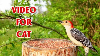 Video for Cats to Watch ? Beautiful Wild Woodpecker Birds and Squirrels? 4K HDR
