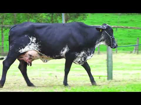 LOTE 18   HELENA FIV GARDNER SANTA LUZIA   0606CG