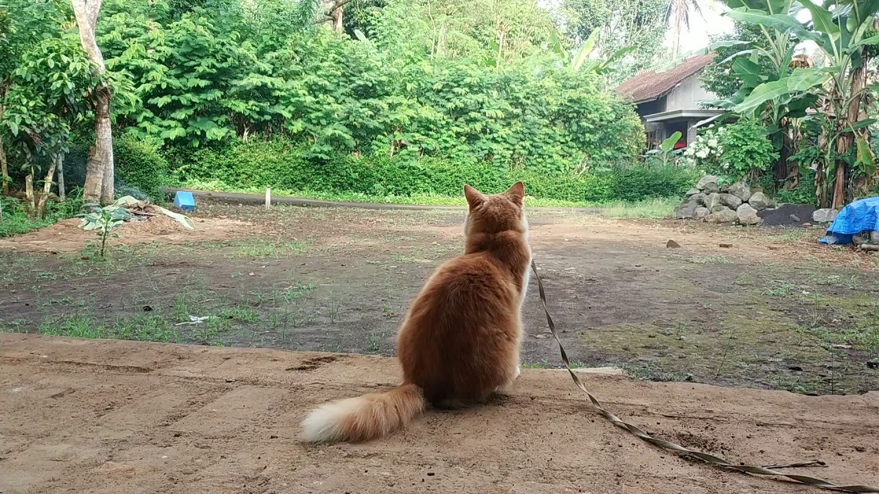 Cat Mating Call Kucing Minta Kawin YouTube