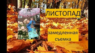 Красивое видео. Листопад.