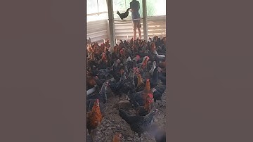 YUNG DSA - YEDA YUNG | OFFICIAL MUSIC VIDEO | PROD BY YD @yeardown | Gully Gang Records | 2024 |