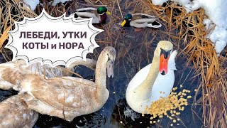 Cats, hole, Swans with chicks and Ducks Winter pastoral #2k #axelfrank by Aksel Frank 18,979 views 5 months ago 8 minutes, 25 seconds