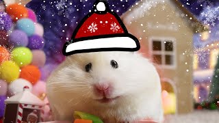 How to Keep Hamster Warm in Cold Weather + Christmas Special