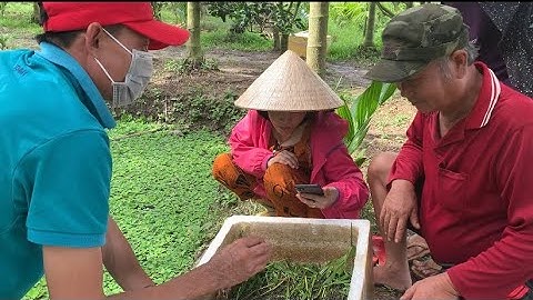 Giao Ốc Bươu Đen Giống Tiếp Tục Cho Khách Hàng Ở Kế Sách-Sóc Trăng | Liệt Vlog