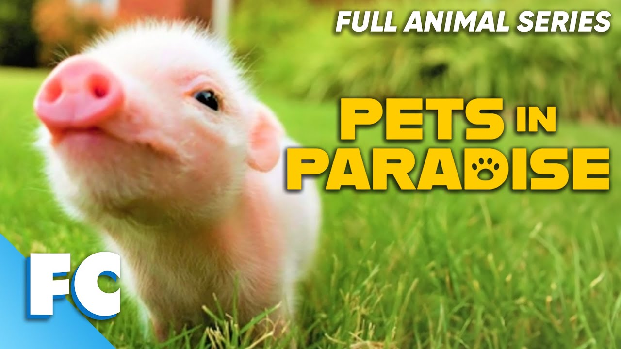 Ptes Show Pets In Paradise (26/26) | Season 2 Episode 13: Going For It! | Full ...