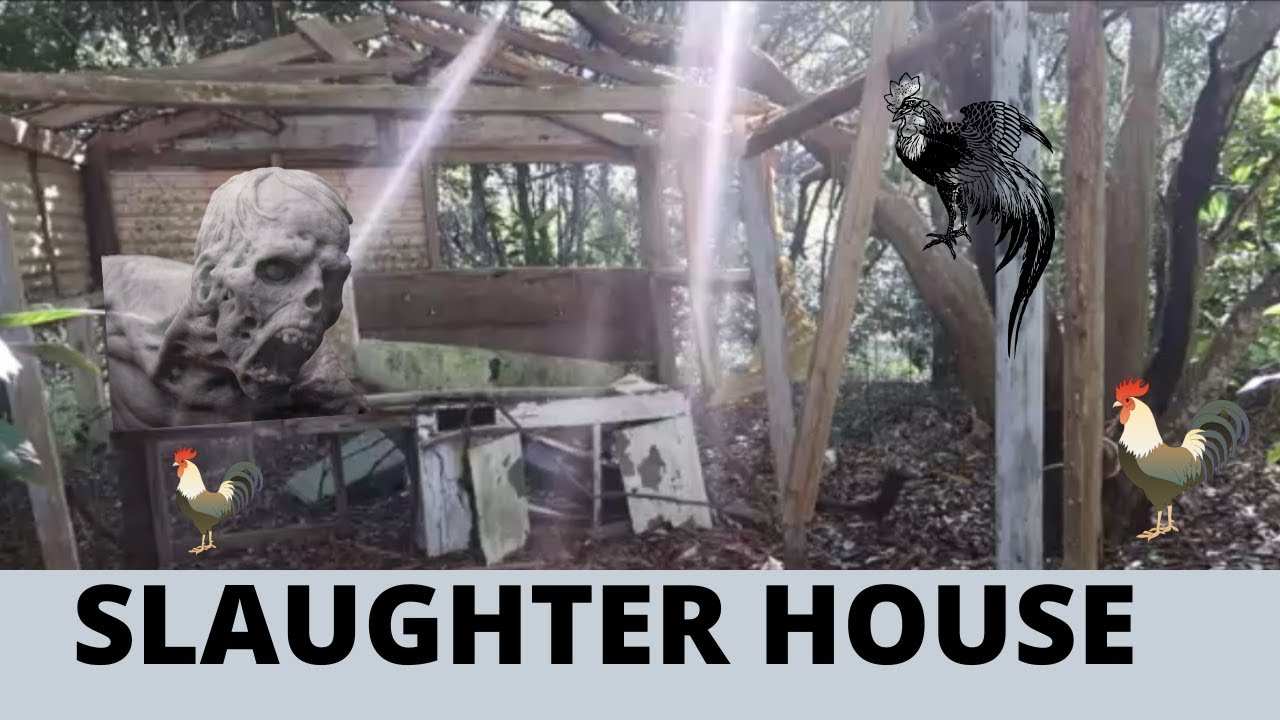 CHICKEN COOP SLAUGHTER HOUSE YouTube