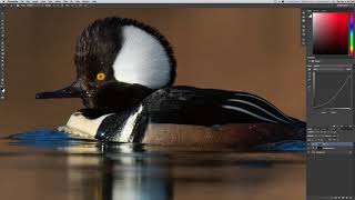 Realtime Edit - Hooded Merganser