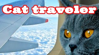 Как #перевезти #кошку из России в Европу. How to #transfer a #cat from Russia to Europe. Как #перевезти #кошку из России в Европу. How to #transfer a #cat from Russia to Europe.