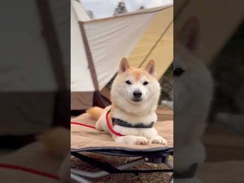 【ソロキャンプ 】テントと柴犬【shiba inu】#shorts