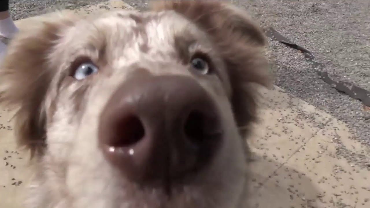 Healthy and safe pet food options