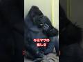 Kiyomasa's regret【東山動物園ゴリラ】 #gorilla