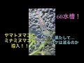 エビたちを導入！！果たしてコケは…【60cm水槽】♯3