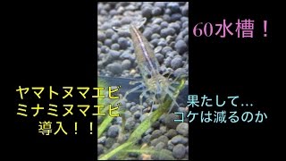 エビたちを導入！！果たしてコケは…【60cm水槽】♯3