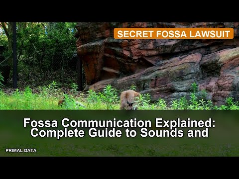 Fossa Communication Explained: Complete Guide to Sounds and Behavior